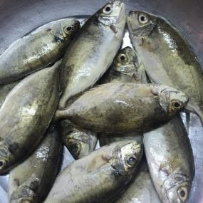 Cá Kình Thiên Nhiên