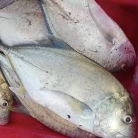 Cá Bè Thiên Nhiên