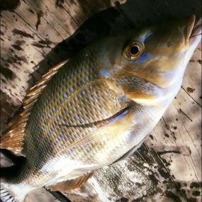 Cá Gáy Thiên Nhiên