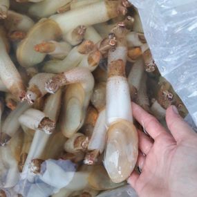 Tu Hài Nhỏ Sống