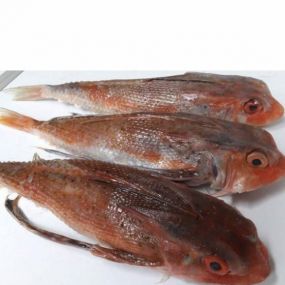 Cá tắc kè