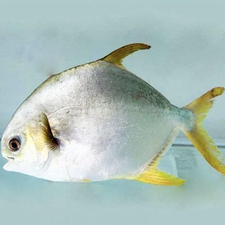 Cá-Chim-Trắng Thiên Nhiên