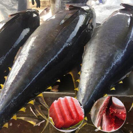 Cá Ngừ Đại Dương