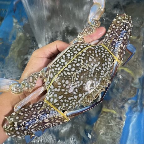Ghẹ Chắc To