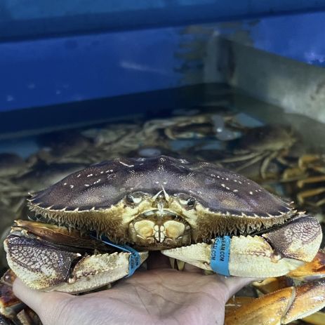 Cua bắc mỹ ( cua Dungeness )